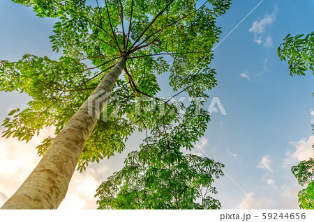 Latex rubber plantation or para rubber tree in 59244656