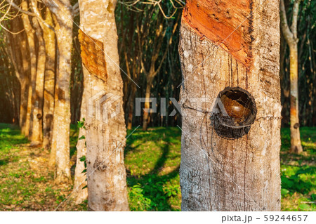 Rubber tree plantation or tree rubber in southern Rubber tree plantation or tree rubber in southern 59244657