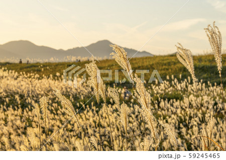 秋の曽爾高原 夕景 秋の曽爾高原 夕景 59245465