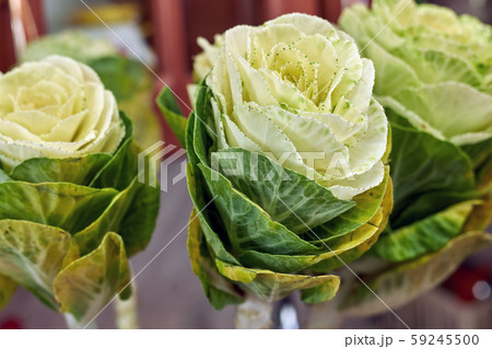 White brassica, flowers similar to cabbage, White brassica, flowers similar to cabbage, 59245500