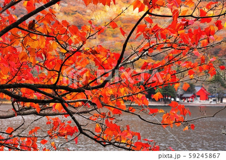 赤城山　大沼畔の紅葉と赤城神社 59245867