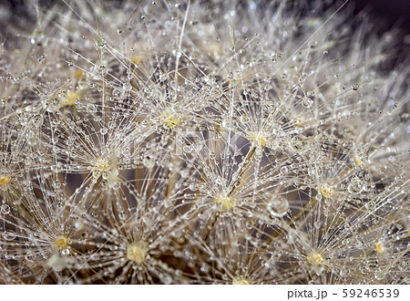 morning dew. 59246539