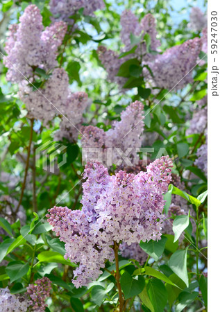 Branches of purple lilac and green leaves. Branches of purple lilac and green leaves. 59247030