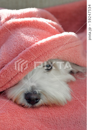 Maltese dog under blanket 59247534