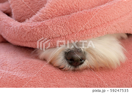 Nose Maltese dog under blanket 59247535
