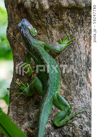 グリーンイグアナ グリーンイグアナ 59247780