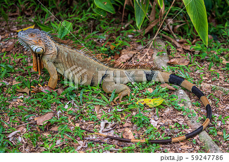 グリーンイグアナ 59247786