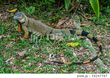 グリーンイグアナ グリーンイグアナ 59247787