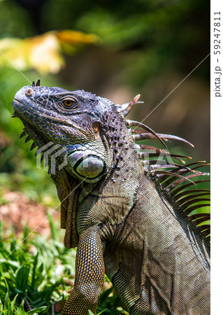 グリーンイグアナの写真素材