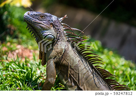 グリーンイグアナ 59247812