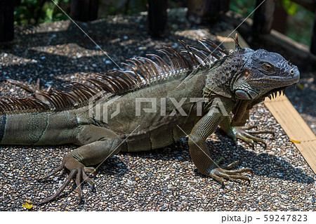 グリーンイグアナ 59247823
