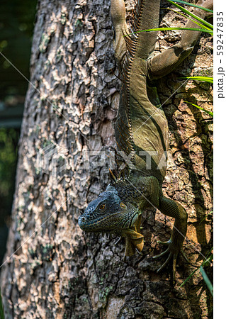 グリーンイグアナ 59247835