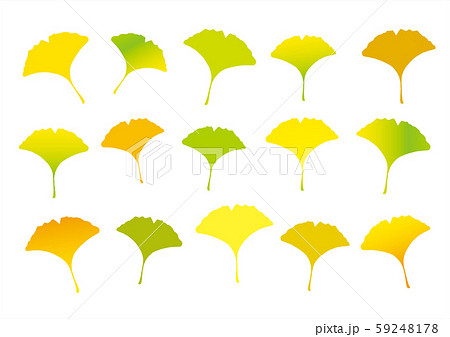 いちょうの葉 色とりどりのイチョウ カラフルないちょうの葉のイラスト素材