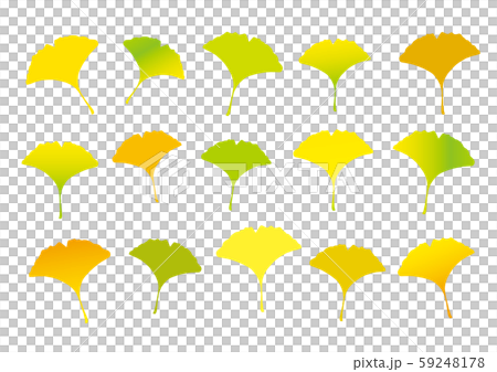Ginkgo biloba, colorful ginkgo biloba, colorful butterfly 59248178