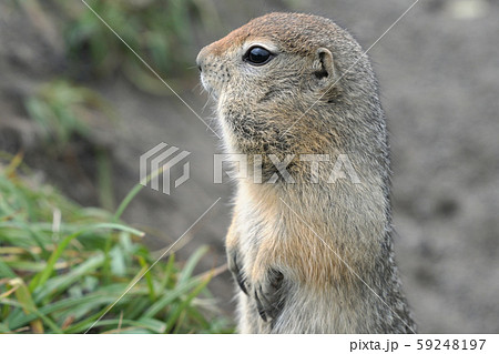 Portrait of Arctic ground squirrel, carefully looking around 59248197