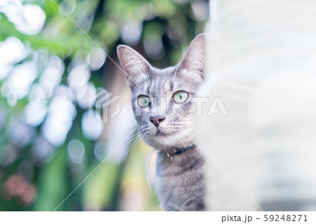 Cat is meow Cat is meow 59248271