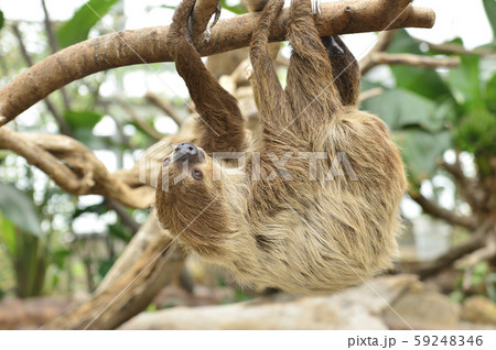 ナマケモノ ナマケモノ 59248346