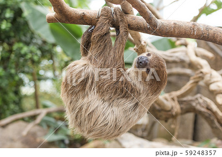 ナマケモノ 59248357