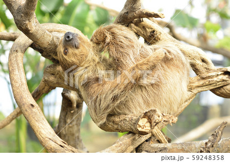 ナマケモノ 59248358