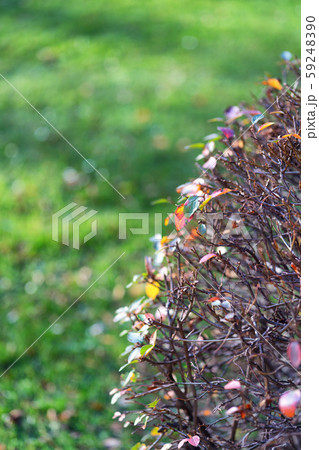 Bush on green grass in autumn 59248390