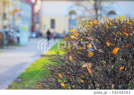 Bush on green grass in autumn 59248391