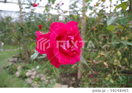 タイ チェンマイ プーピン離宮の薔薇 タイ チェンマイ プーピン離宮の薔薇 59248465