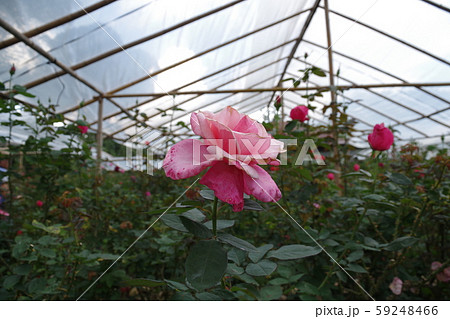 タイ チェンマイ プーピン離宮の薔薇 タイ チェンマイ プーピン離宮の薔薇 59248466