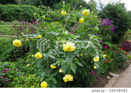 タイ チェンマイ モン族の村の花 タイ チェンマイ モン族の村の花 59248482