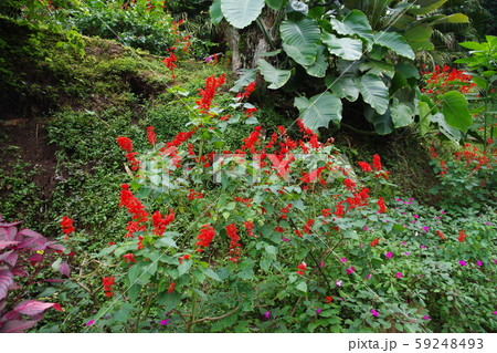 タイ チェンマイ モン族の村の花 タイ チェンマイ モン族の村の花 59248493