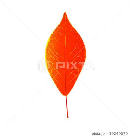 Autumn leaf natural seasonal colorful decoration 59249079