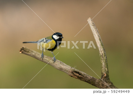 Beautiful nature scene with Great tit (Parus major). Wildlife shot of Great tit (Parus major) on branch. Great tit (Parus major) in the nature habitat. 59249449