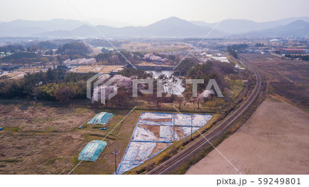 Gyeongju Cherry Fastival,South Korea Gyeongju Cherry Fastival,South Korea 59249801