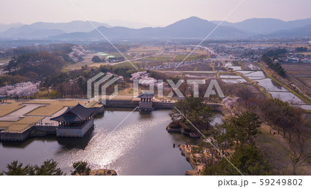 Gyeongju Cherry Fastival,South Korea 59249802