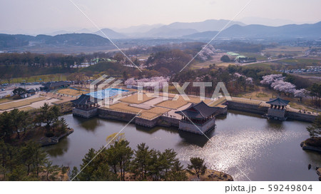 Gyeongju Cherry Fastival,South Korea 59249804