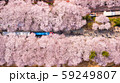 jinhae cherry blossom,Busan City,South Korea 59249807