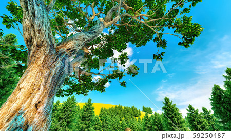 Sweet chestnut tree canopy against a clear blue sky 59250487