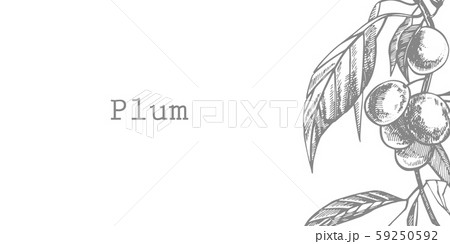 Plums hand drawn illustration. Ink sketch. Hand drawn illustration. Isolated on white background 59250592