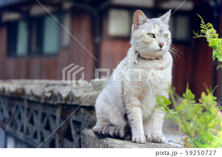 何かを見つめるグレーサビ猫 59250727