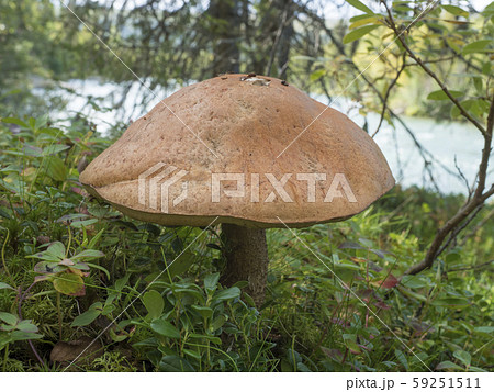 Big close up birch bolete, Leccinum scabrum, known 59251511