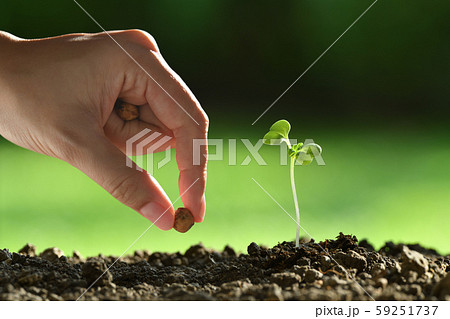 The hand of person planting seeds in soil 59251737