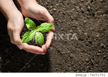 Hands holding and caring a green young plant 59251741