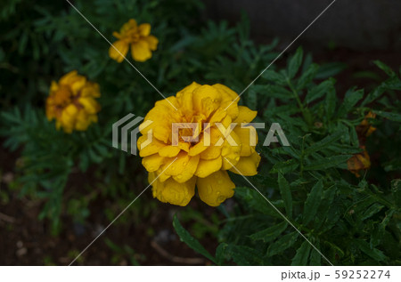 マリーゴールド 59252274