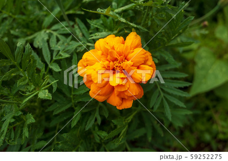マリーゴールド マリーゴールド 59252275