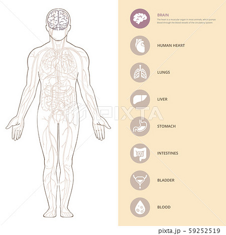 Human body anatomy infographic with brains of the structure of human organs. Human body anatomy infographic with brains of the structure of human organs. 59252519