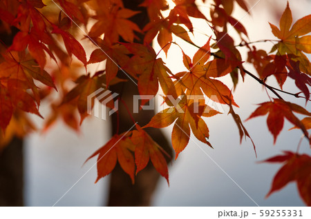 紅葉 紅葉 59255331