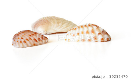 Three tiny scallop sea shells isolated on white background, closeup detail Three tiny scallop sea shells isolated on white background, closeup detail 59255470