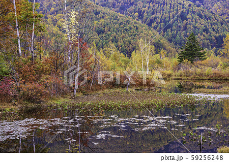 (長野県)乗鞍高原・一ノ瀬園地・オソメ池の紅葉 (長野県)乗鞍高原・一ノ瀬園地・オソメ池の紅葉 59256248