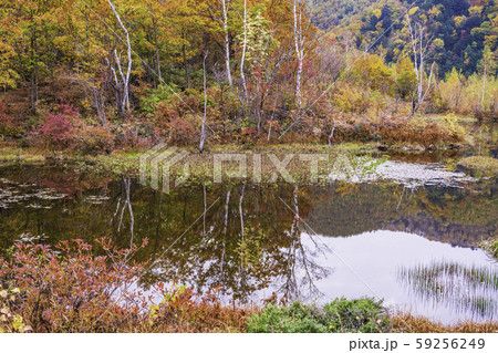 （長野県）乗鞍高原・一ノ瀬園地・オソメ池の紅葉 59256249