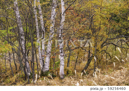 (長野県)乗鞍高原・一ノ瀬園地の紅葉 (長野県)乗鞍高原・一ノ瀬園地の紅葉 59256460