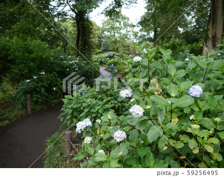 相模原麻溝公園　あじさい 59256495